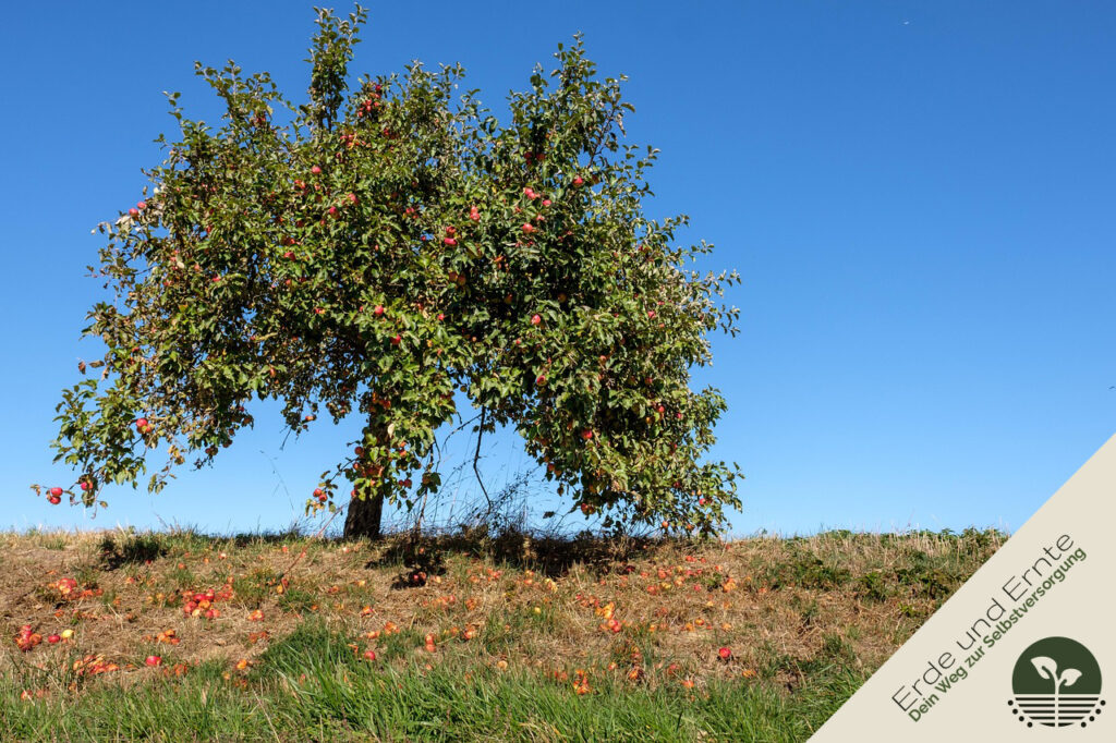 Unterpflanzung: Blick auf einen Apfelbaum