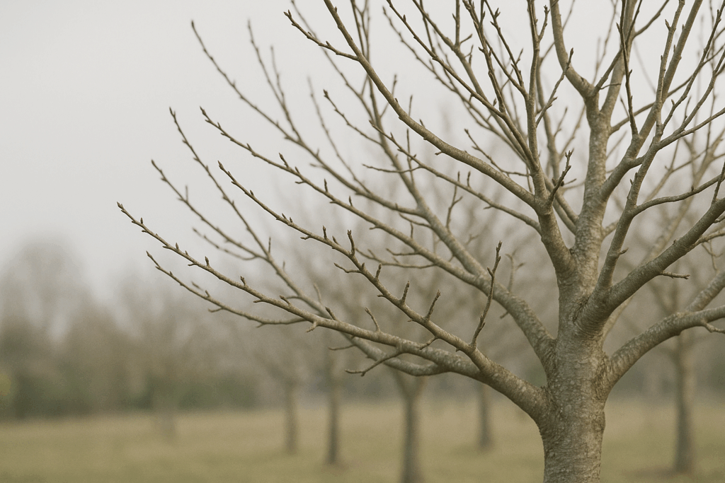 Winterliche Apfelbaumkrone mit sichtbaren Leitästen