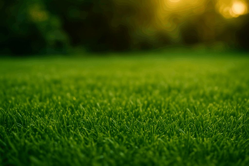 Satter, geschlossener Rasen fast ohne Moos in warmem Abendlicht, die Grashalme wirken dicht und gesund